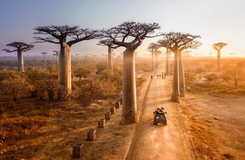 PHOTO N°1 _ THE AVENUE OF BAOBABS