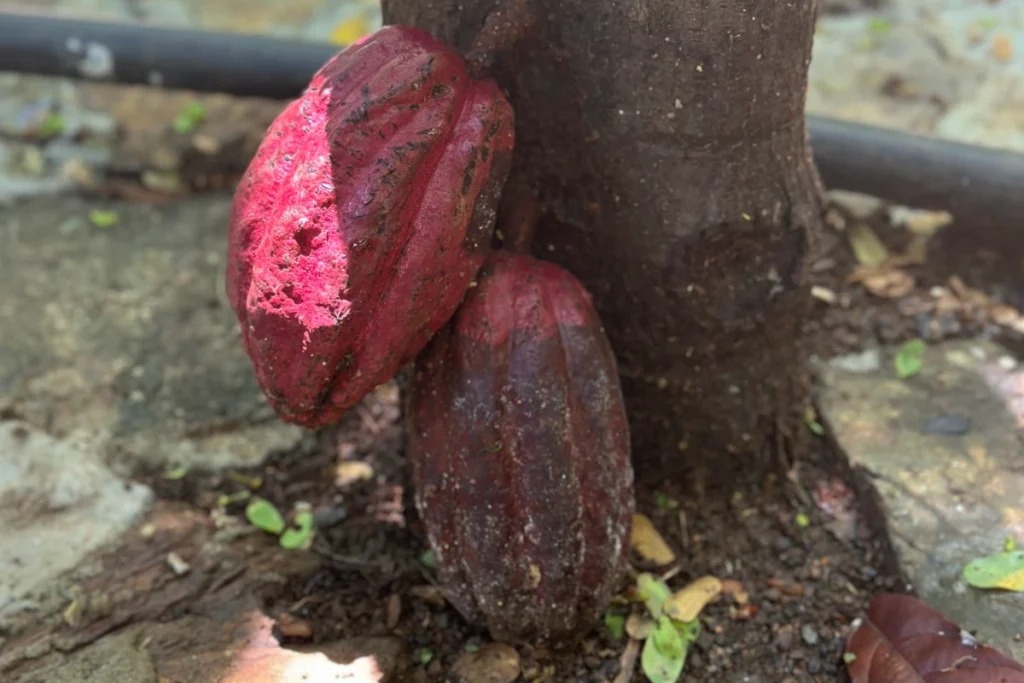 Cocoa&chocolate immersion