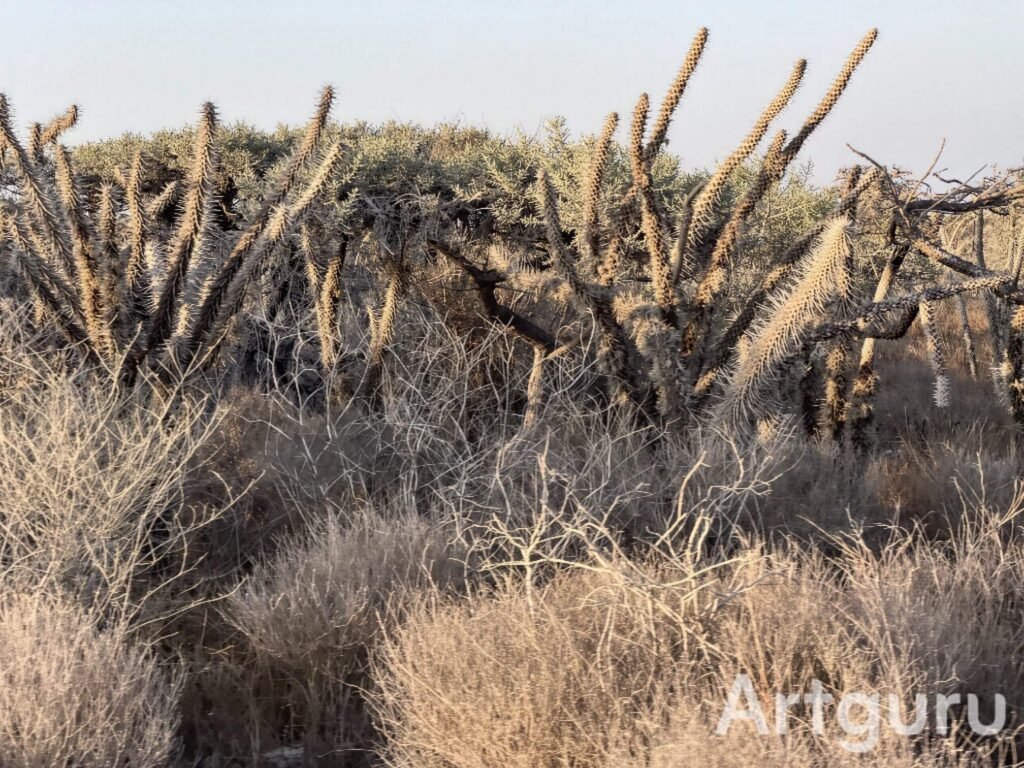 SPINY FOREST-artguru